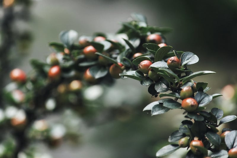Mystical shrubs