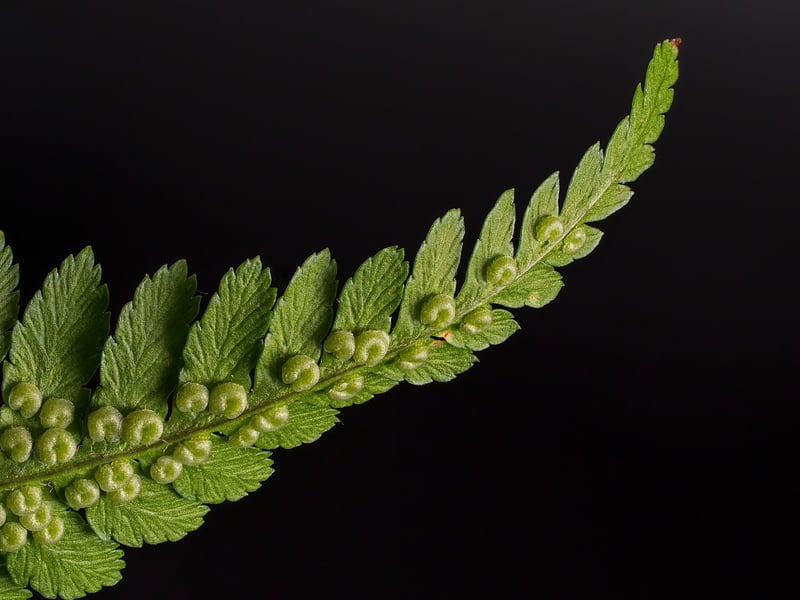 Dragon's Breath Fern