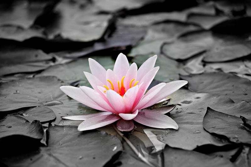 Moonbeam Lily