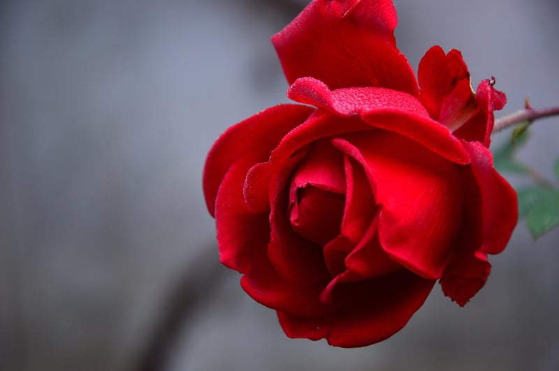 Enchanted Rose