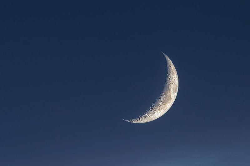 Moonlit Meadow